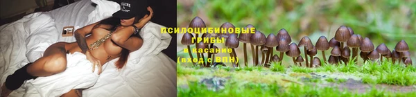 каннабис Богданович